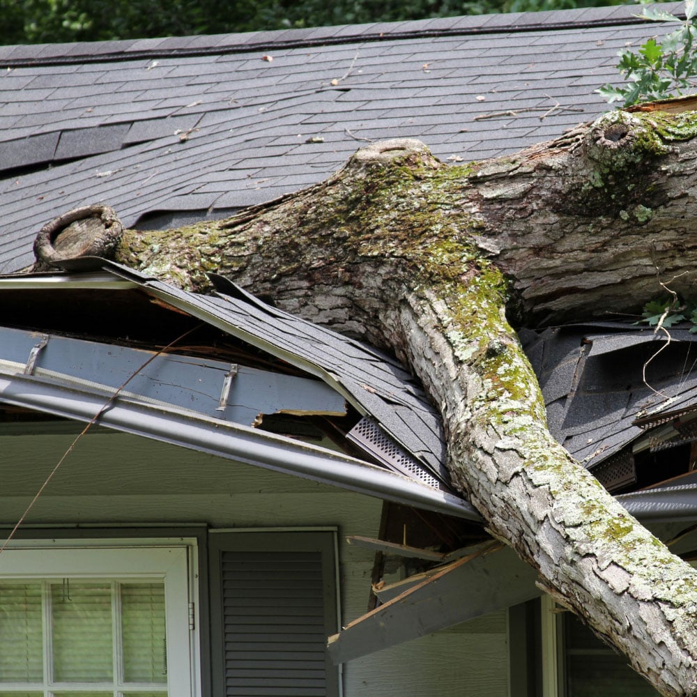 Large fallen tree damaging house roof